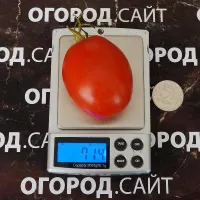 Купить семена Томат Гибрид тарасенко №43