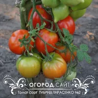 Купить семена Томат Гибрид Тарасенко № 2