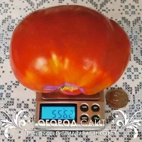 Купить семена Томат Гибрид тарасенко №3