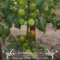 Купить семена Томат Гибрид тарасенко №43