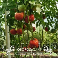 Купить семена Томат Гигант Бельгии