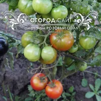 Купить семена Томат Гном Розовый опал (Dwarf Pink Opal)