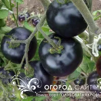 Купить семена Томат Голубая Кровь