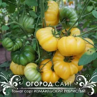 Томат Измаильский ребристый