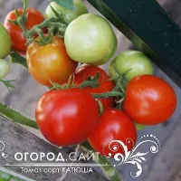 Купить семена Томат Катюша ультраранний коллекционный