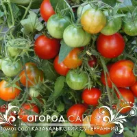 Купить семена Томат Казабалыкский суперранний