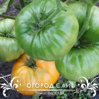 Купить семена Томат Завтрак Келлогс (Kellogg's Breakfast)