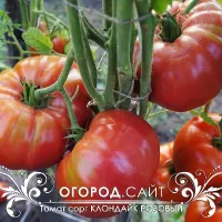 Купить семена Томат Клондайк розовый