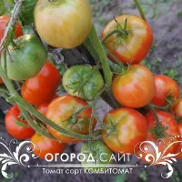 Купить семена Комбитомат Тарасенко
