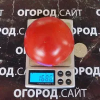 Купить семена Комбитомат Тарасенко