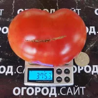 Купить семена Комбитомат Тарасенко