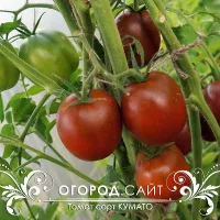 Купить семена Томат Кумато