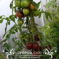 Купить семена Томат Кумато