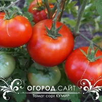 Купить семена Томат Кумир