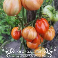 Купить семена Томат Кунео гигантская груша
