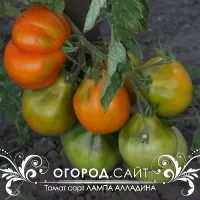 Купить семена Томат Лампа Алладина