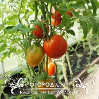 Купить семена Томат Яблочный липецкий