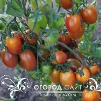 Купить семена томата Лукум