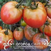 Купить семена Томат Люсиль Тиллсон (Lucille Tillson)