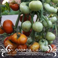 Купить семена Томат Гном Махагони