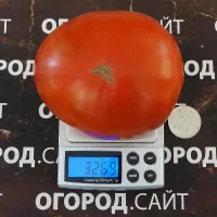 Купить семена Томат Гном Махагони