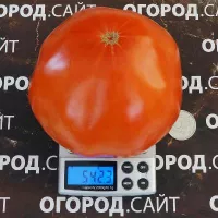 Купить семена Томат Мега Марв (Mega Marv)