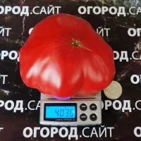 Купить семена Томат Минусинский безразмерный