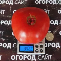 Купить Томат Минусинский богатырь