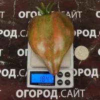 Купить семена Томат Восставший Звездный Истребитель Прайм носатый