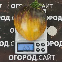 Купить семена Томат Охровая вуаль