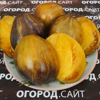 Купить семена Томат Охровая вуаль