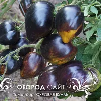 Купить семена Томат Охровая вуаль