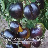 Купить семена Томат Охровая вуаль