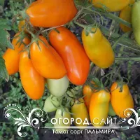 Купить семена Томат Пальмира