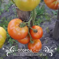 Купить семена Томат Полесский гигант Тарасенко