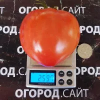 Купить семена Томат Полесский гигант Тарасенко