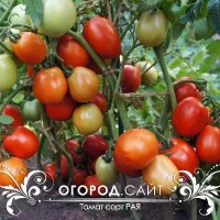 Купить семена Томат Рая