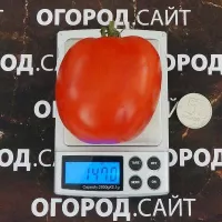 Купить семена Томат Рая