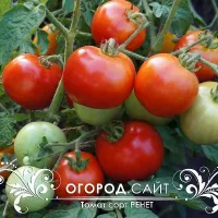 Купить семена Томат Ренет