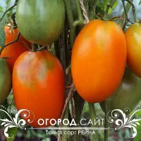 Купить семена Томат Рейна