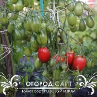 Купить семена Томат Розовый изюм