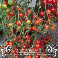 Купить семена Томат Розовый кварц