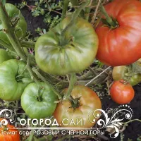 Купить семена Томат Розовый С Черной Горы