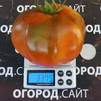 Купить семена Томат Рубиновый Сюрприз