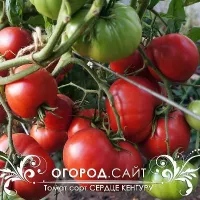 Купить семена Томат Сердце Кенгуру