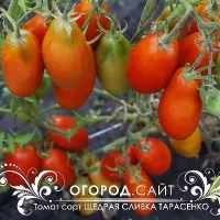 Купить семена Томат Щедрая сливка Тарасенко