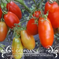 Купить семена Томат Щедрая сливка Тарасенко