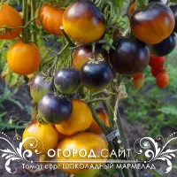 Купить семена Томат Шоколадный Мармелад