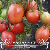 Купить семена Томат Минусинские Солдатово