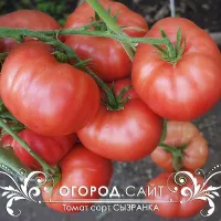Купить семена Томат Сызранка